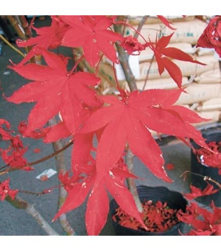 Amazon.co.jp: 苗/苗木 イロハモミジ 樹高0.5m前後 10.5cmポット